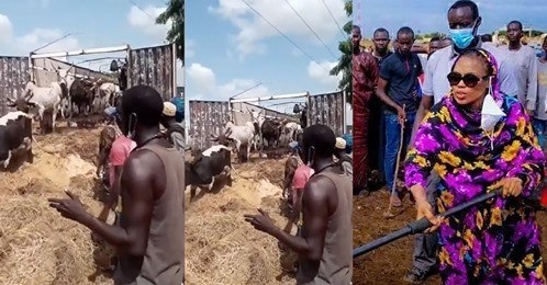 (Vidéo) Magal 2020: Arrivée du premier convoi des bœufs de Sokhna Aida Diallo à Ngabou.Regardez