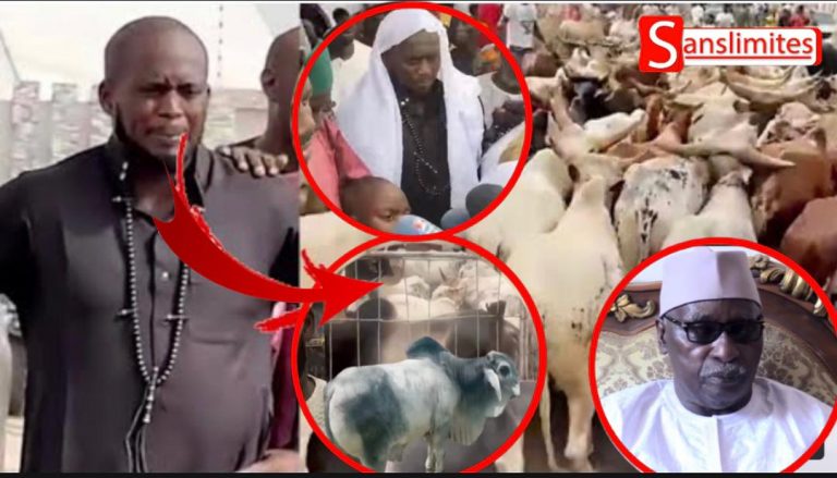 (Vidéo) 🔴En Direct Tivaouane l’arrivée des bœufs de Aziz Ndiaye pour le Gamou￼