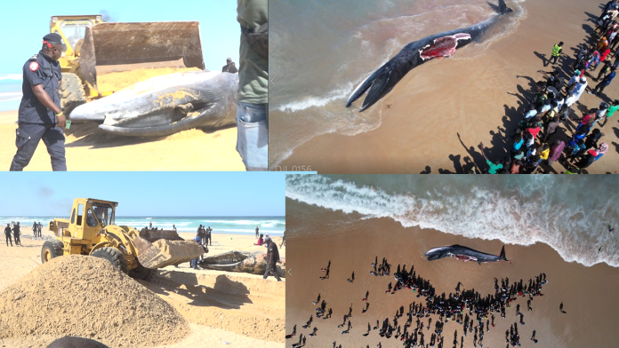 baleine échouée sur la plage de Diamalaye