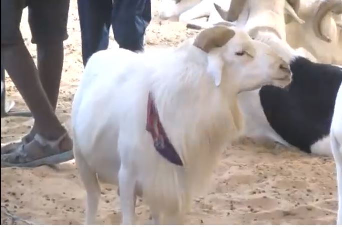 « Abou Kane « , le mouton enchéri à plus de 20 millions