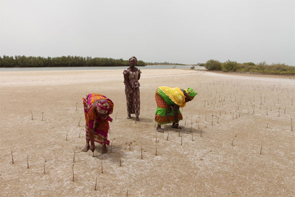 Sénégal : Un budget vert de plus de 6 mille milliards pour lutter contre les changements climatiques