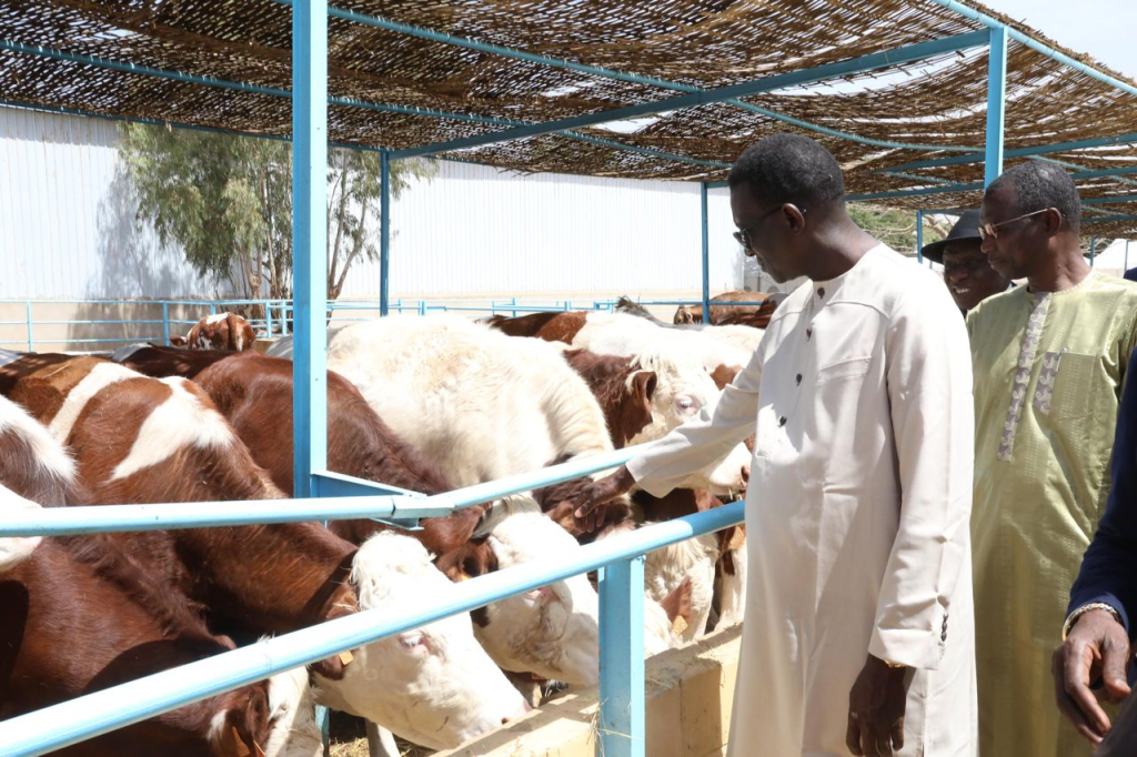 Élevage : Le Premier Ministre Amadou BA réceptionne 1300 génisses gestantes à haut potentiel de laitier (Photos)
