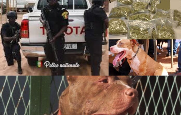 des dealers lâchent leurs pitbulls sur les policiers